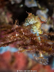 macroworld by Marc Van Den Broeck 